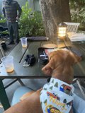 Fashionable Fido