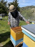 Beekeeper at Work