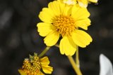 Yellow Daisy in the Desert