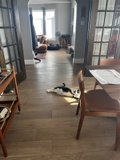 Cozy Room Cat