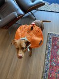 A Canine Adventurer