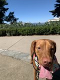 A Vizsla enjoying the Lafayette Park