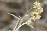 Desert Bloom