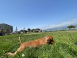Serene Pup at the Maritime Park