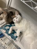 Feline Friendship