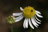Busy Bee on a Daisy