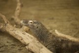 Basking on a Branch: A Visit to the SF Zoo
