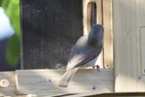 Feathered Visitor at the Feeder