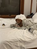 Cozy Canine on a Bed with Blanket