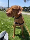 Vizsla enjoying a sunny day at Alamo Square Park