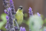 Feathered Visitor Among the Lavender