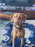 Vizsla Pup Enjoys A Night In