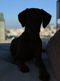 Urban Companion