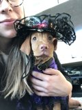 Witchy Pooch