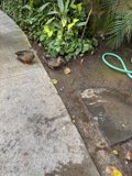 Garden Pause: Ducks Amongst the Greenery