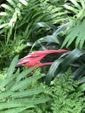Radiant Red Flower amidst Lush Greens