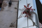 Nature's Architecture