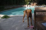 Poolside Pooch