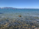Summer Doggy Paddle
