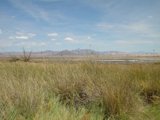 Serene Savanna