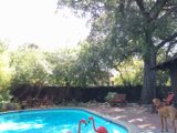 Flamingo Pool Party