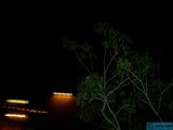 Glowing Tree at Night