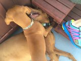 Playtime Pups