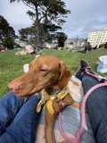 Relaxing Vizsla