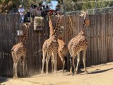 Afternoon with Giraffes at the Oakland Zoo