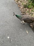 Majestic Peacock on the Path