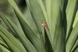 Serenity: Hummingbird Amidst Nature's Green