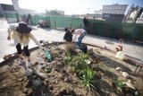 Guerilla Gardening under a Blue Sky