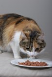 Feline Feast
