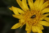 Bug amidst Daisy