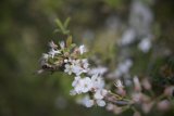 Blossoms of Spring