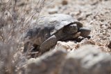 Rocky Road for a Turtle