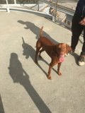 Happy Vizsla