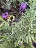 Buzzing Through the Lavender