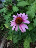 Pink Daisy in the Garden