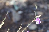 Lone Purple Wildflower Blooms on Rocky Hillside