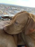 City Pup Lounge