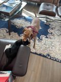 Furry Friends at Play in a Cozy Living Room