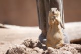 Standing Prairie Dog