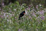 A Vibrant Encounter in Nature
