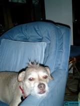The Pup Takes a Seat