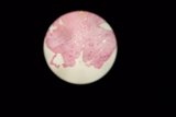 Pink and White Sphere in Black Space