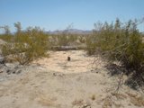 Fire Hydrant Amongst the Desert Flora