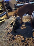 Furry Friends Coexisting on a Cozy Rug