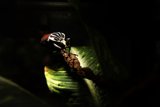 Intricate Inhabitant of the California Academy of Sciences