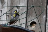 Curious Finch on a Rustic Perch